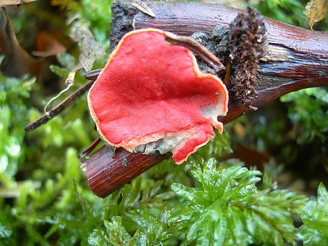 Alla ricerca della spugnola acuminata